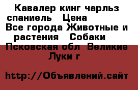 Кавалер кинг чарльз спаниель › Цена ­ 40 000 - Все города Животные и растения » Собаки   . Псковская обл.,Великие Луки г.